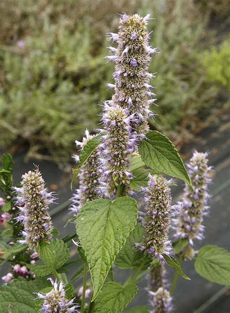 Anise Hyssop (Agastache foeniculum) organically grown flower seeds. Floral Encounters.