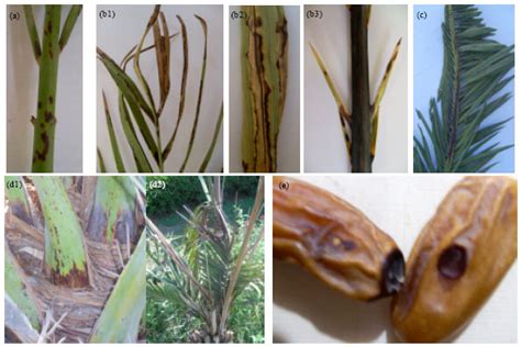 Occurrence of Some Fungal Diseases on Date Palm Trees in Upper Egypt ...