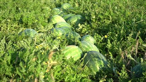 watermelon field harvest season Stock Footage Video (100% Royalty-free ...