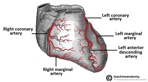 The Heart Wall - TeachMeAnatomy