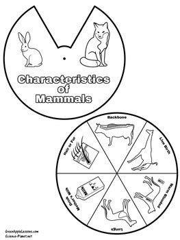 Mammals Worksheet Activity by Green Apple Lessons SCIENCE | TpT