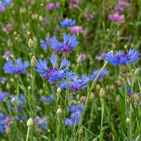 Cornflower Seeds