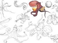 19 melhor ideia de octopus anatomy | animais, octópodes, desenho de polvo