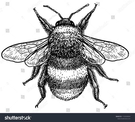 Bumble Bee Drawing Images: Browse 10,412 Stock Photos & Vectors Free ...