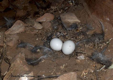 Horned Owl Nest-Eggs : Photos, Diagrams & Topos : SummitPost