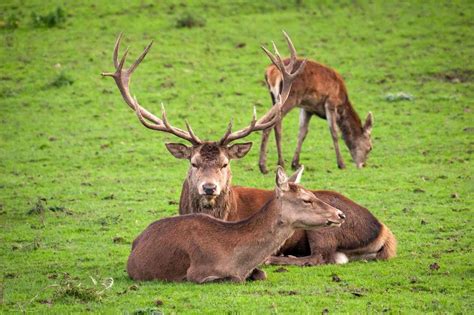 National Animal Of Ireland: Learn All About Incredible Irish Animals ...