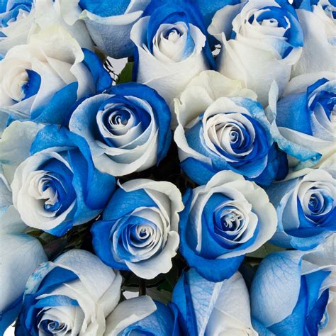 Blue & White Tinted Roses | Blue roses wallpaper, White roses meaning, Rose