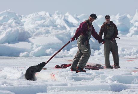 Sealers Hunt Harp Seals During 2009 Editorial Stock Photo - Stock Image ...