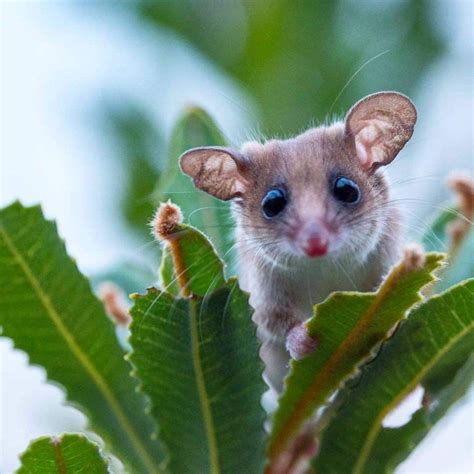 Western Pygmy Possum - Australia in 2020 | Animals, Beast, Heritage