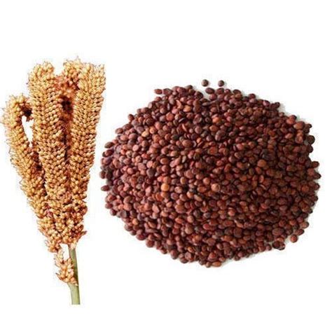 A Quick Guide To Finger Millet Benefits, Nutritional