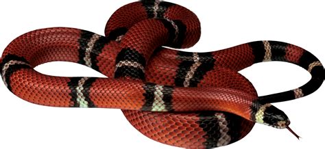 Free Snake, Download Free Snake png images, Free ClipArts on Clipart ...