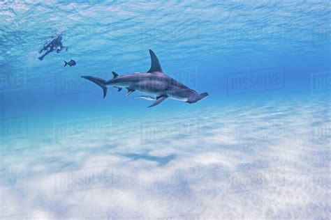 Great Hammerhead shark, underwater view - Stock Photo - Dissolve