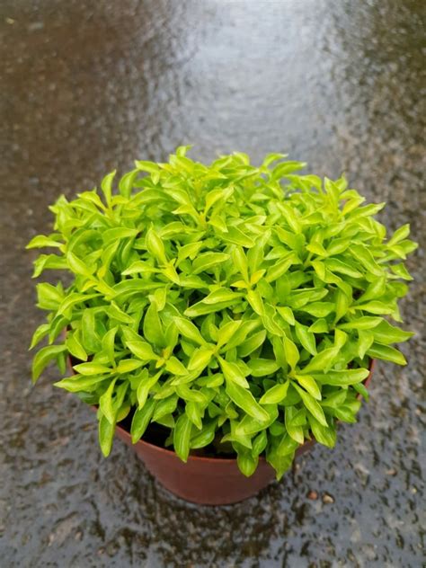 Alternanthera Green - Nestreeo.com