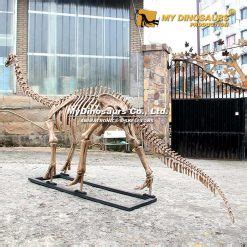 Diplodocus Skeleton | My Dinosaurs