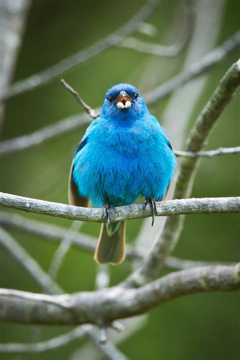 Feather Tailed Stories: Indigo Bunting