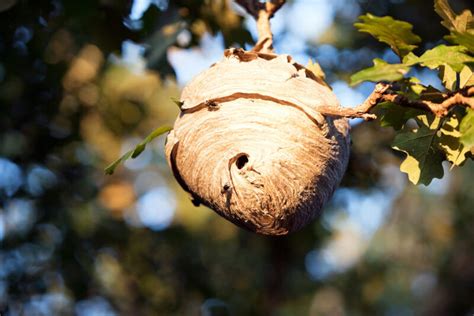 Bald Faced Hornet Nest: Everything You Need to Know