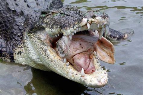 Crocodile attack leads to fatality in Australia - CSMonitor.com