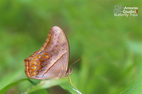 Lethe Minerva - Thai Butterfly Trips