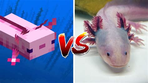 Axolotl in Minecraft vs Real Life - YouTube