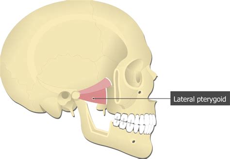 Lateral Pterygoid Muscle: attachements and function | GetBodySmart