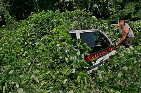 Kudzu Listed In Worlds Top 100 Worst Invasive Species