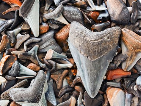 Florida by Water: Hunt for Shark’s Teeth -- National Geographic | Shark tooth fossil, Fossilized ...