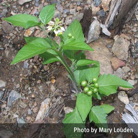 Blackberry nightshade (Solanum nigrum, Solanum americanum) | Queensland Poisons Information Centre