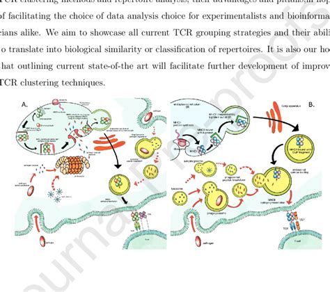 Schematic representation of MHC antigen processing and presentation ...