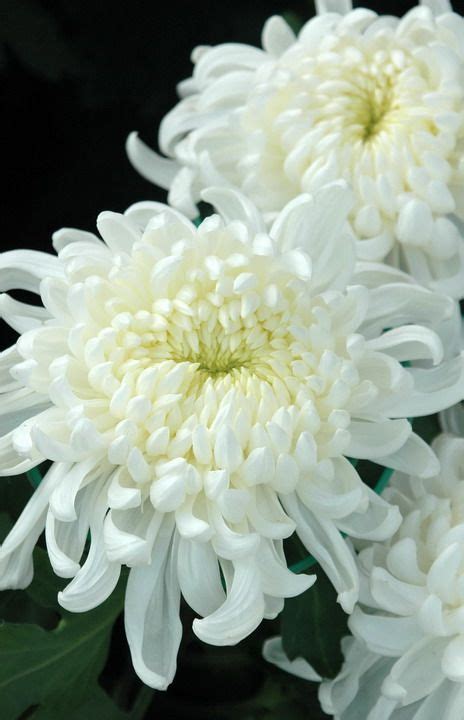 594 best chrysanthemums images on Pinterest | Chrysanthemums, Chrysanthemum and Anastasia