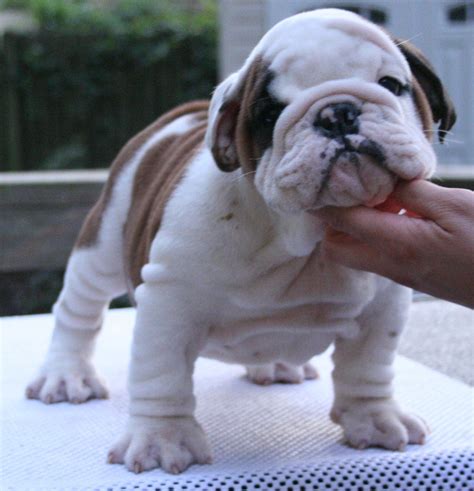 English Bulldog Puppies Adoptions