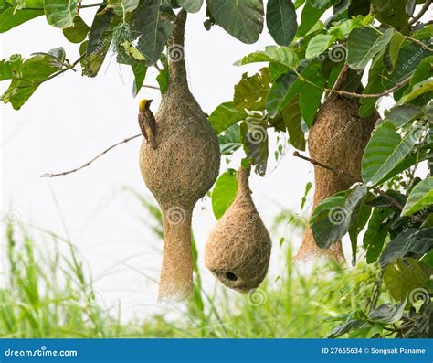 Baya Weaver Bird Nest Stock Images - Image: 27655634