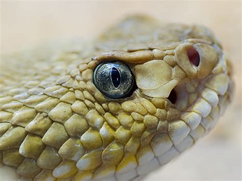 rattlesnake closeup - a photo on Flickriver