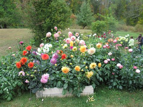 Raised bed 2013 Dahlia overflow | Dahlias | Pinterest | Raised bed ...