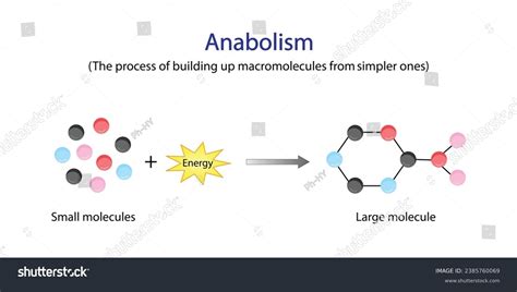 Anabolism Process Building Complex Macromolecules Atp Stock Vector ...