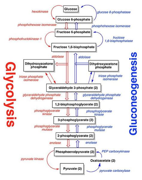 What are two enzymes that catalyse the first step of gluconeogenesis and their roles? - Quora