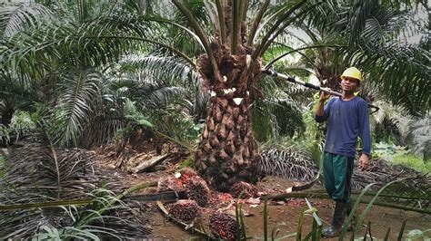 Panen Kelap Sawit Berbuah Banyak || HARVESTING PALM OIL Part 1 - YouTube