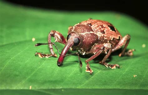 Tree Bugs, the White Pine Weevil - Trail Creek Nursery