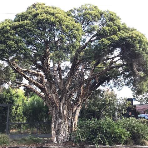 tree enthusiast on Instagram: “Melaleuca linariifolia. Successful # ...