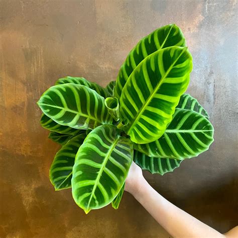 Calathea zebrina (14cm pot) - grow urban.