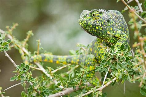 How do chameleons change colour? | New Scientist