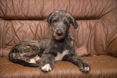 Irish Wolfhound Cost: Puppy Price And Additional Expenses