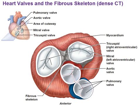 Human Physiology – Pulmonary Function I (Outline) | Genius