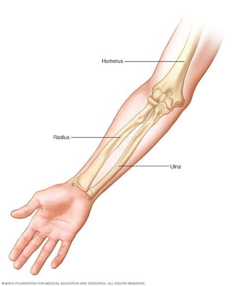 Arm bones - Mayo Clinic