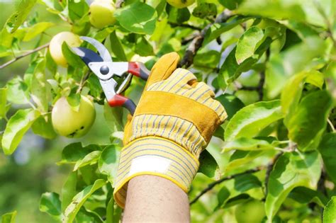 Fruit Tree Pruning & Care - North End Organic Nursery