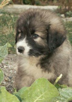 Carpathian Sheepdog (Carpathian Shepherd Dog Info, Temperament, Puppies, Pictures)