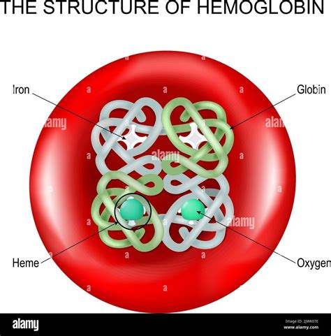 Red Blood Cell Structure