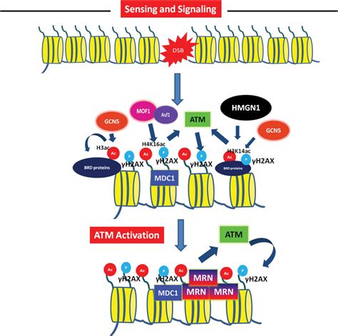 Frontiers | Histone acetylation dynamics in repair of DNA double-strand ...