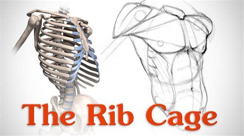 Anatomy of the Rib Cage - for Artists - Proko