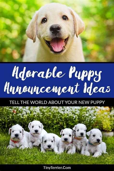 15 Adorable Puppy Announcement Ideas | How to Announce a New Puppy Arrival | Puppy announcement ...