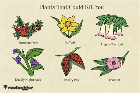 18 Poisonous Plants and Flowers